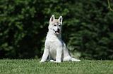 SIBERIAN HUSKY 406